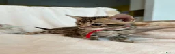 Bengal cats for sale: Stunning Pure Bengal Kittens Ready For Reservation - Advert 28