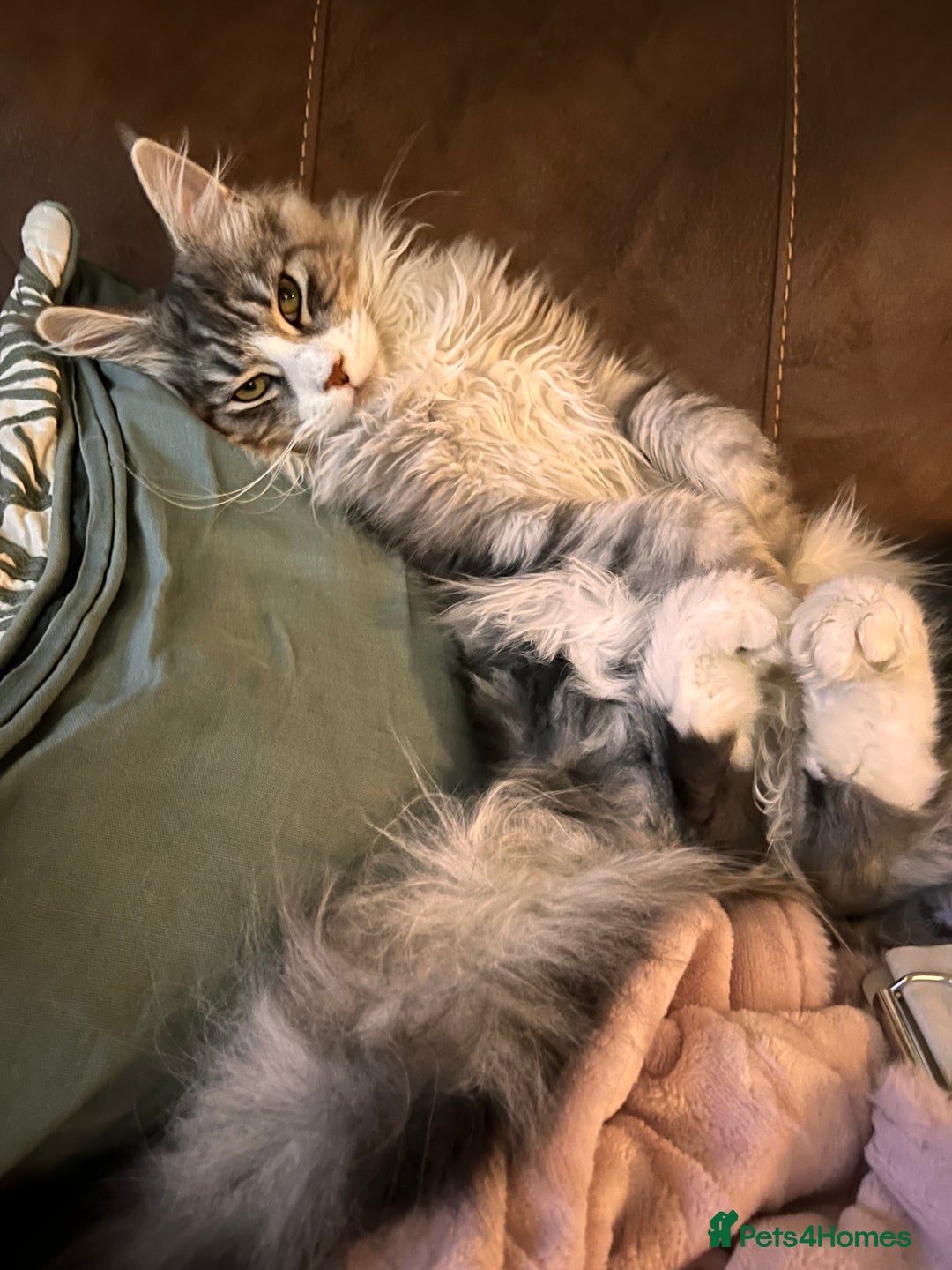 Maine Coon cats for sale: Hello! I’m Monty - Image 7