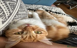 Persian cats for adoption: Super Loving Tripod Girl - Image 8