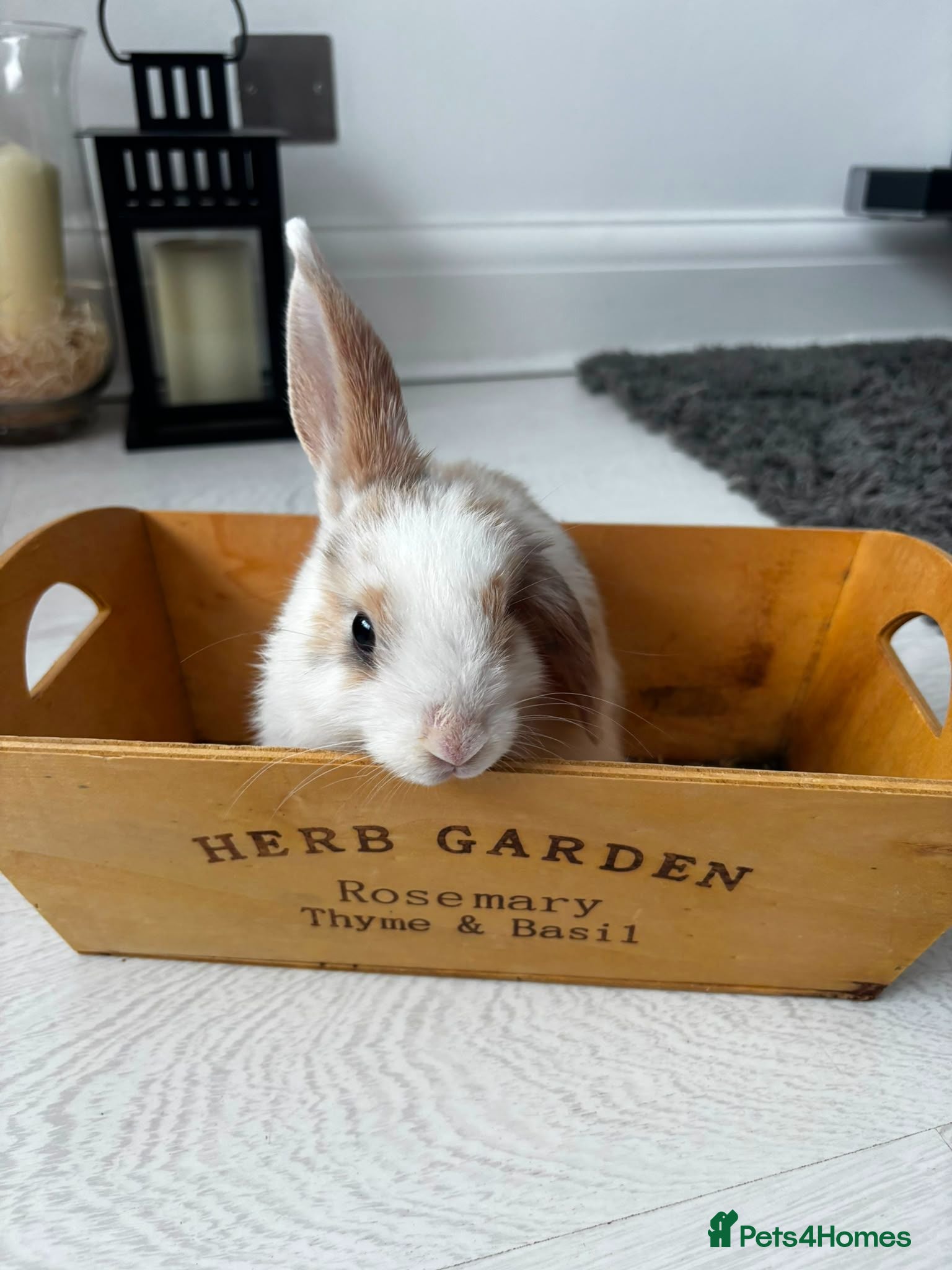 Mini Lop rabbits Baby rabbits - Advert 1