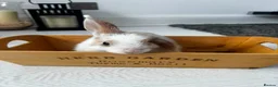 Mini Lop rabbits for sale: Baby rabbits in London - Advert 1