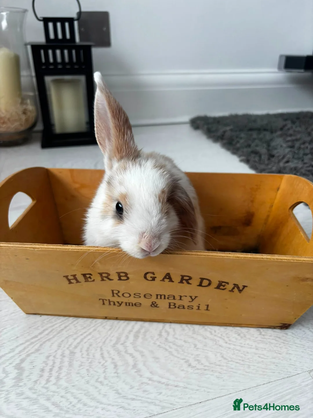 Mini Lop rabbits for sale: Baby rabbits in London - Advert 1