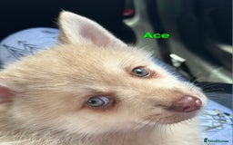 Pomsky dogs for sale: Ready now -Stunning F4 Pomskies, 6kg as adults  - Image 30
