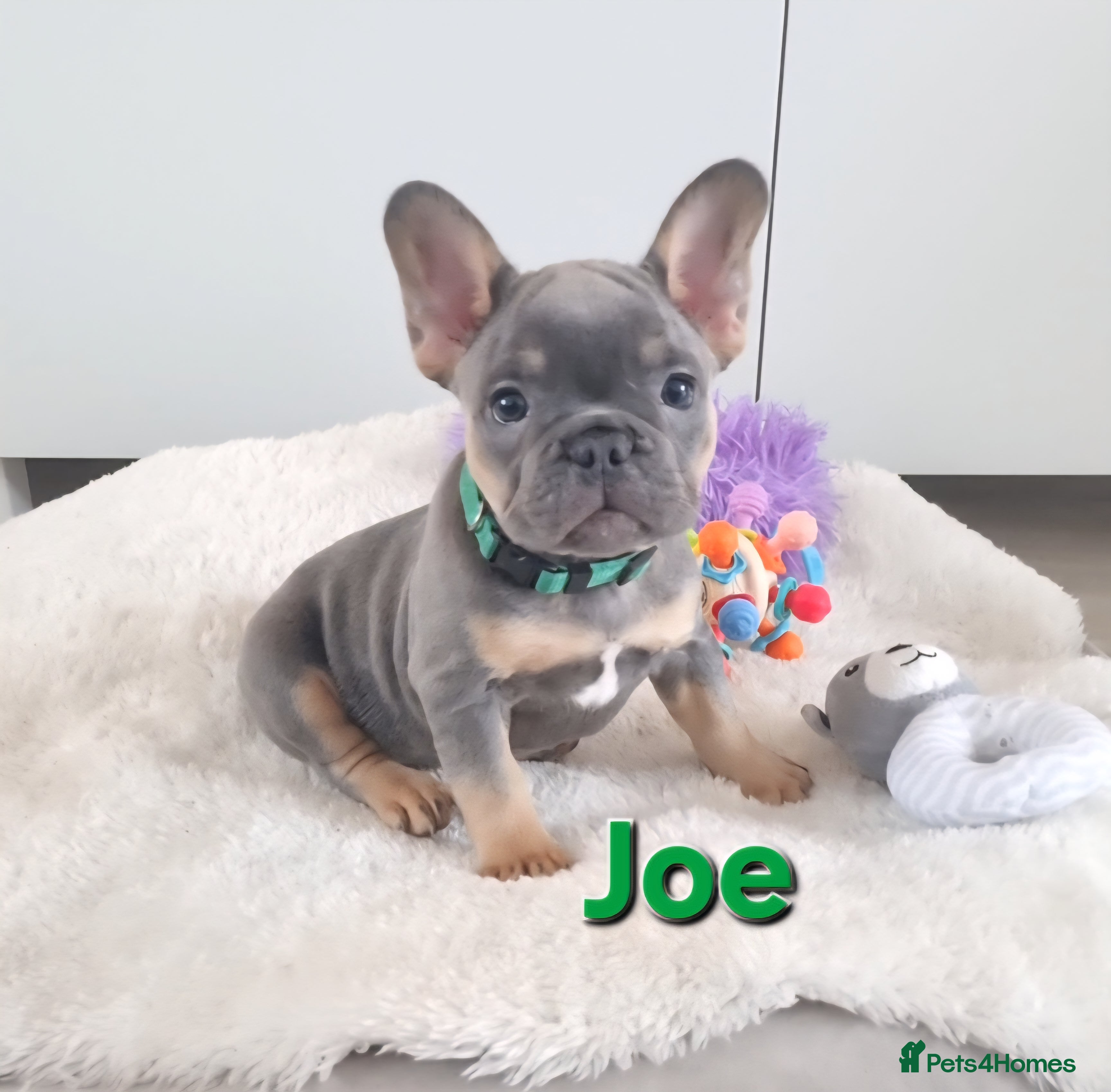 French Bulldog dogs Health tested French Bulldog puppies  - Advert 1