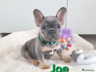 French Bulldog dogs Health tested French Bulldog puppies - Advert 8
