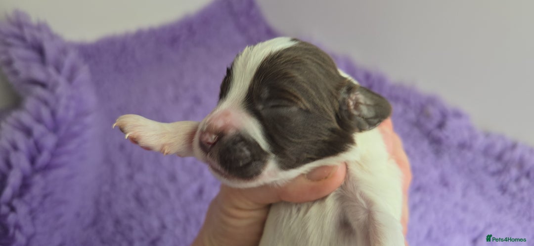 English Springer Spaniel dogs for sale: KC clear DNA vax vetted Springer Pups - Image 2