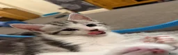 Maine Coon cats for sale: 3/4 Maine Coon Kittens in Gaerwen - Advert 4