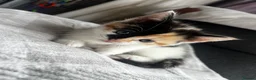 Mixed Breed cats for sale: 4 beautiful kittens ready to leave  - Advert 11