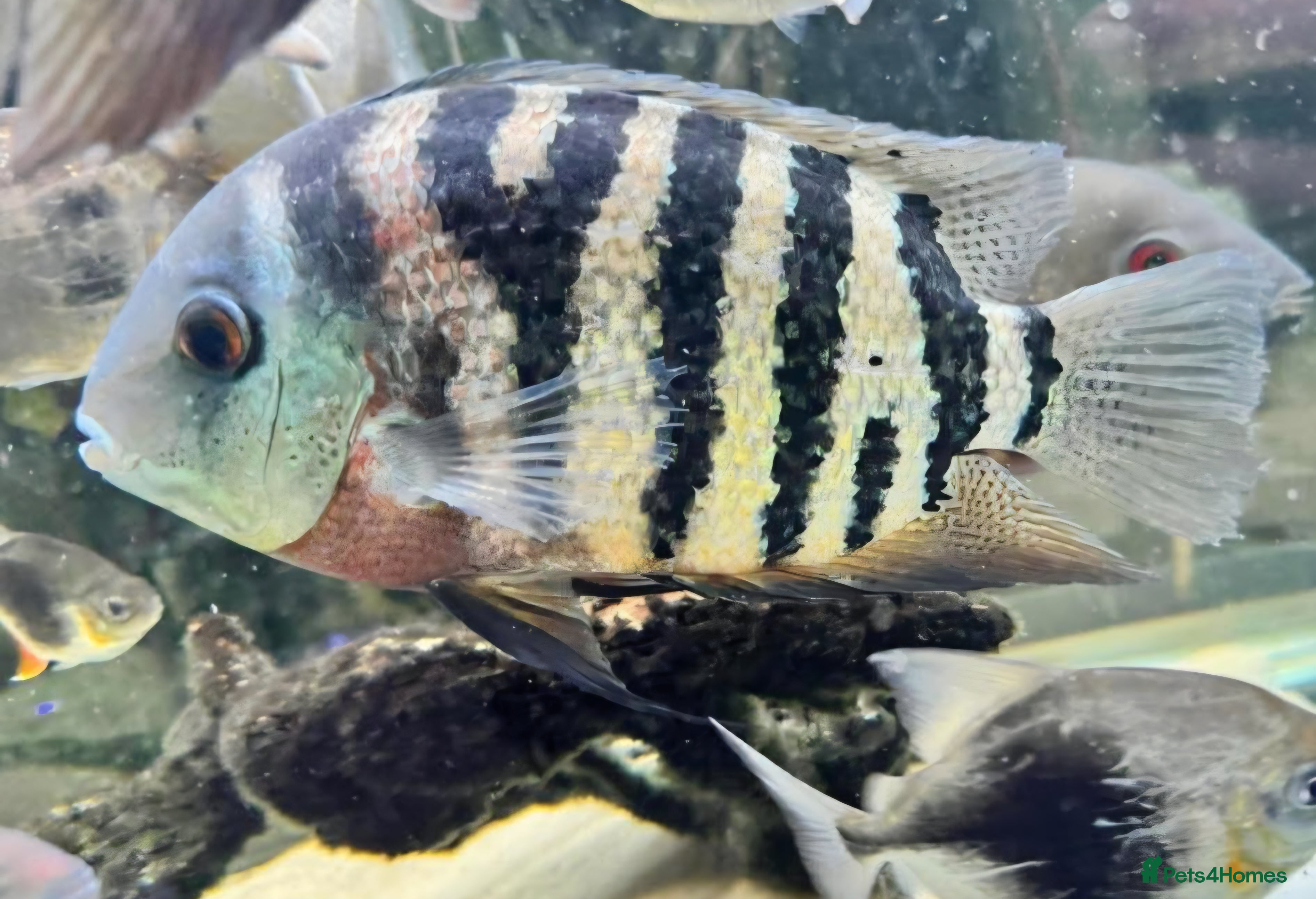 Cichlids fish Amazing severums available  - Advert 1