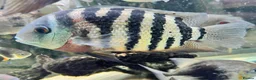 Cichlids fish for sale: Amazing severums available  - Advert 1