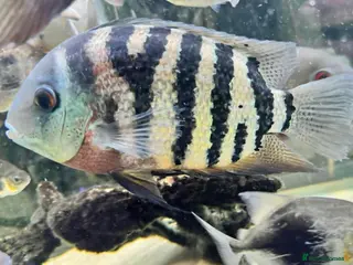Cichlids fish Amazing severums available - Advert 1