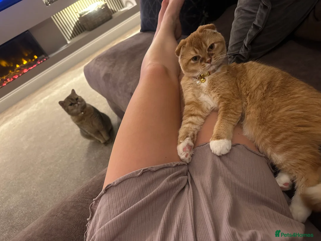 Scottish Fold cats for sale: Coco & Pumpkin  - Advert 6