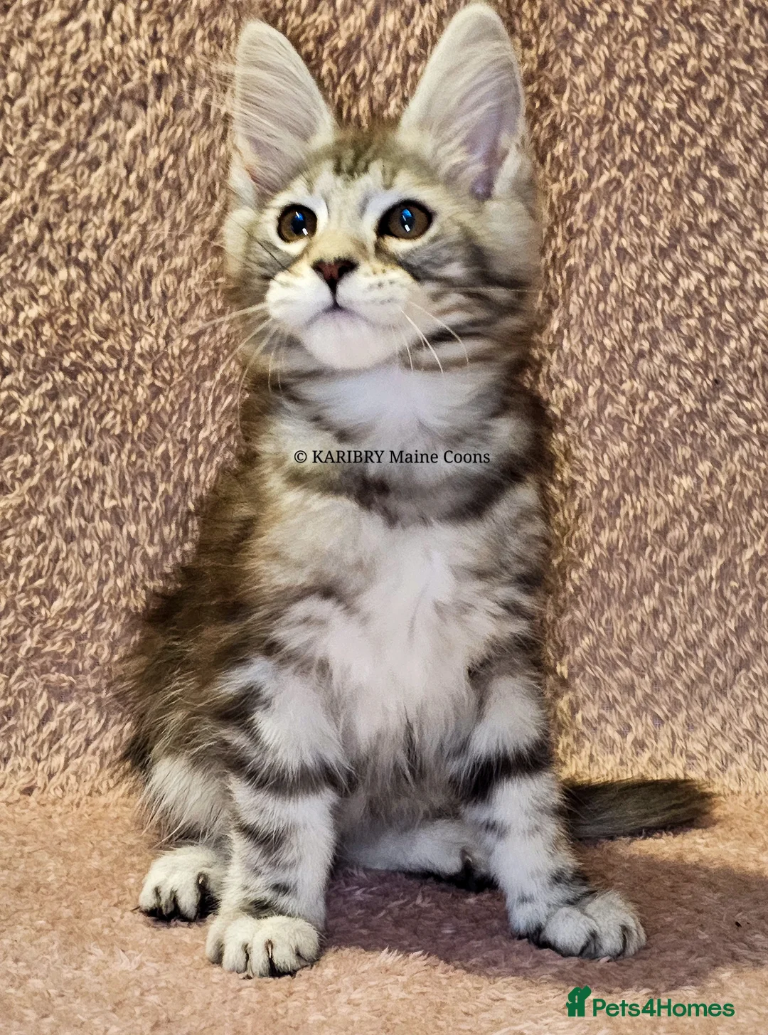 Maine Coon cats for sale: ACTIVE TICA Registered Shaded & Shaded lines - Advert 23