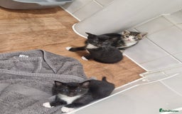 Mixed Breed birds for sale: Tuxedo & Tabby Domestic Short-hair Kittens - Image 4