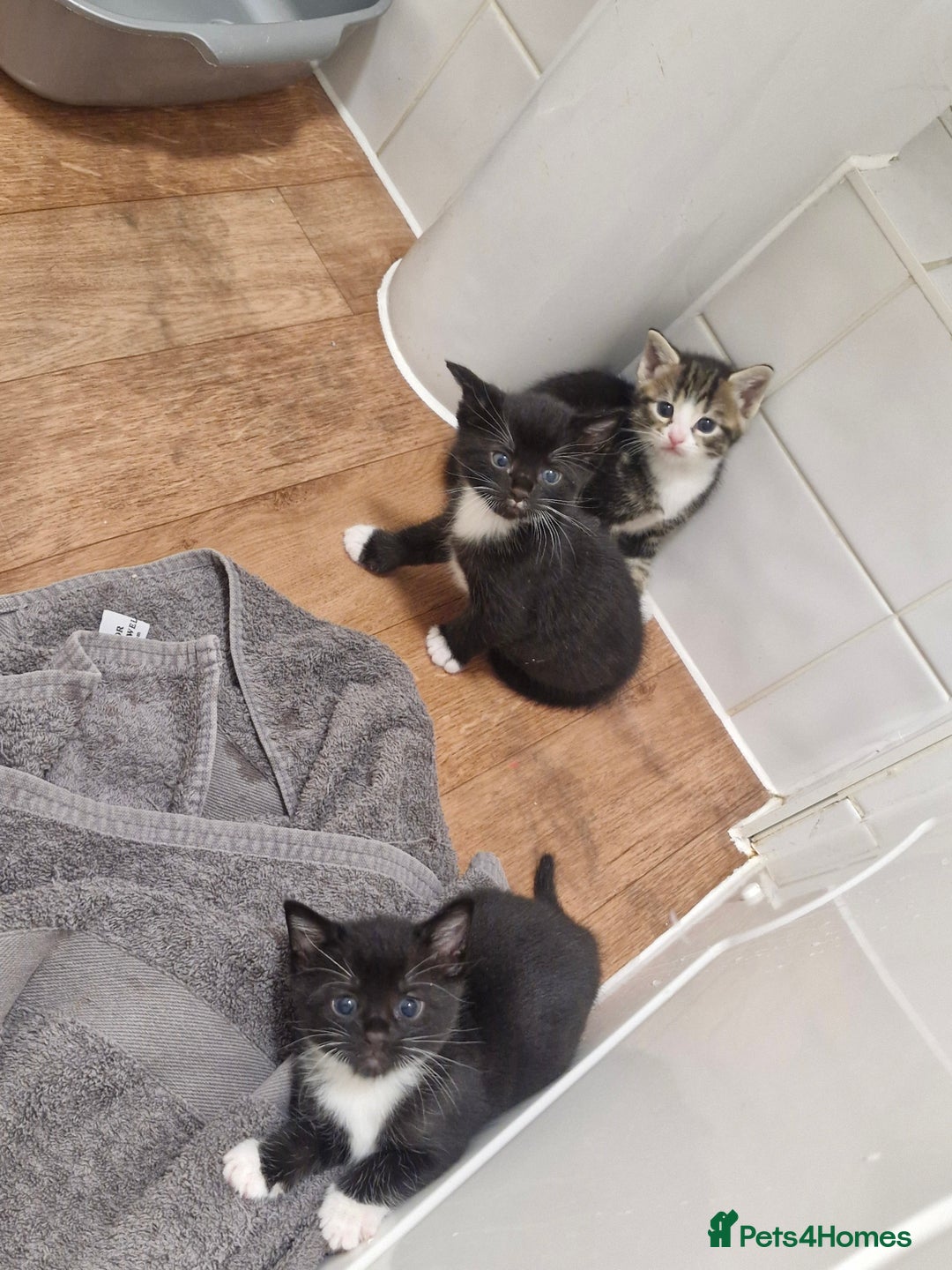 Mixed Breed birds for sale: Tuxedo & Tabby Domestic Short-hair Kittens - Image 4