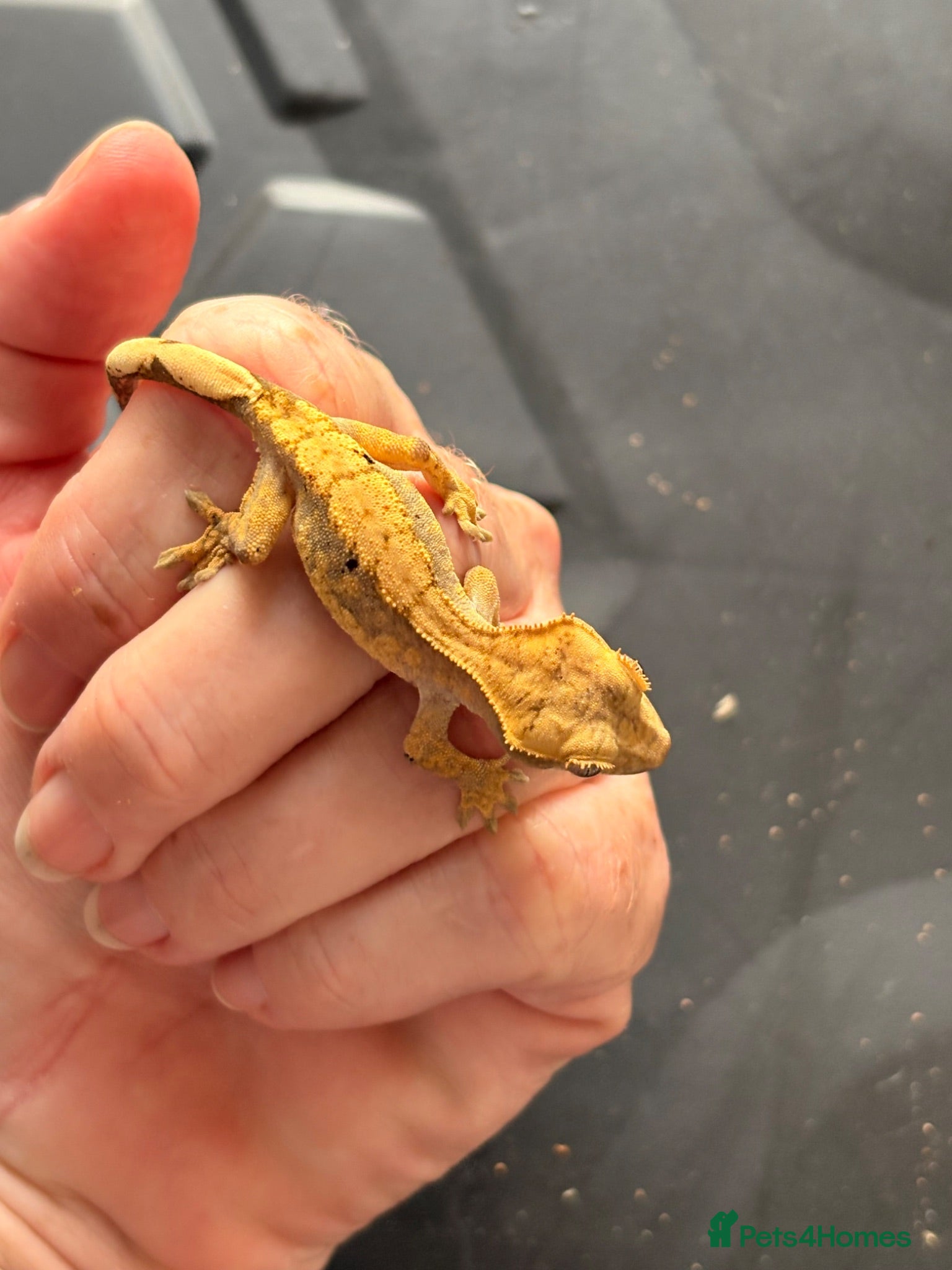 Gecko reptiles Crested gecko baby’s  - Advert 6