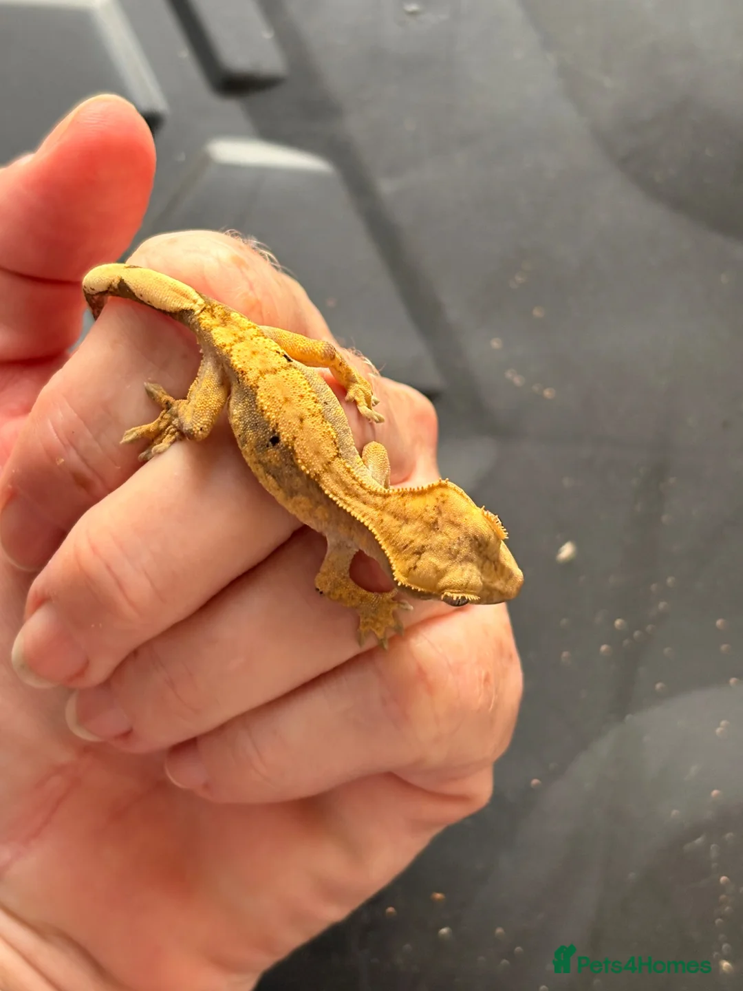 Gecko reptiles for sale: Crested gecko baby’s  - Advert 1