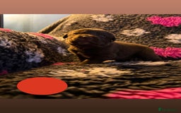Borador dogs for sale: Gorgeous litter of chocolate Labrador cross pups  - Image 13