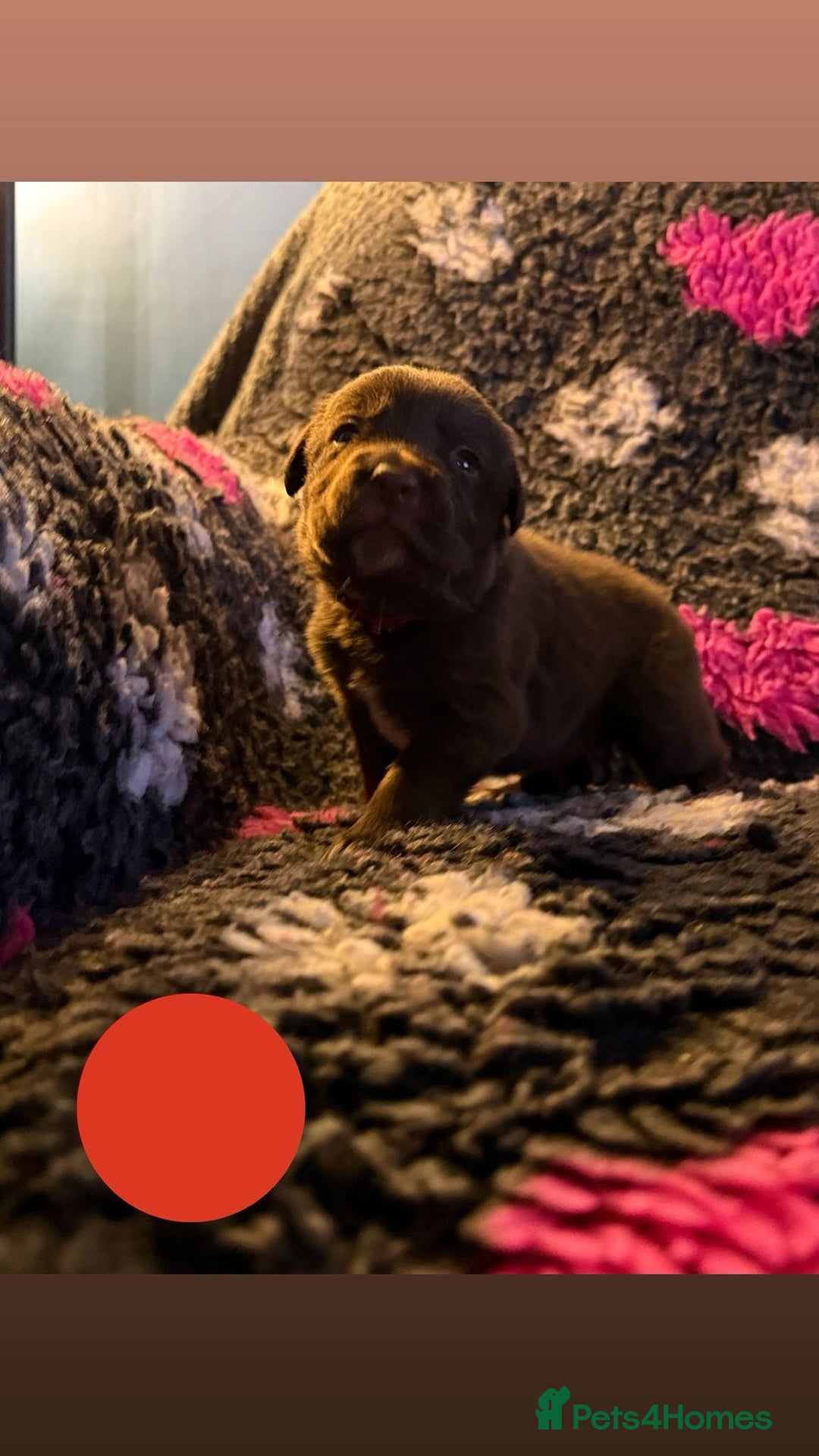 Borador dogs for sale: Gorgeous litter of chocolate Labrador cross pups  - Image 13