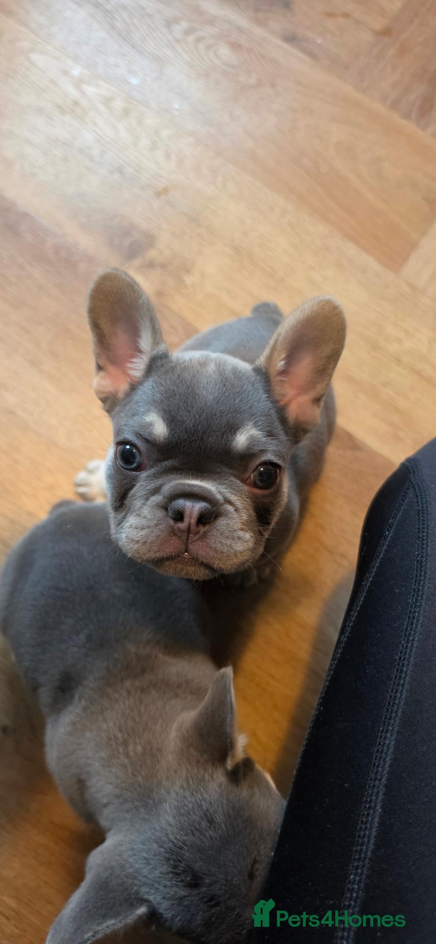 French Bulldog dogs Last Male Lilac & fawn French Bulldog - Advert 4