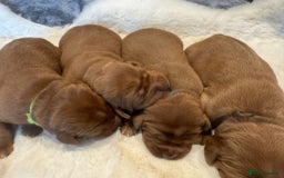 Labrador Retriever dogs for sale: Fox red labradors - Image 6