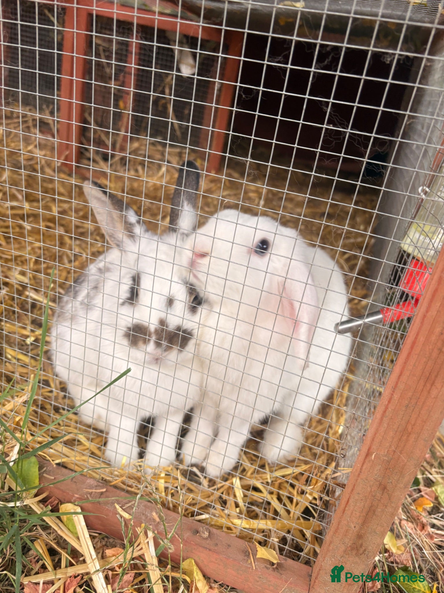 English Lop rabbits Two female lop ear - Advert 3