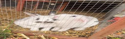 English Lop rabbits for sale: Two female lop ear - Advert 1