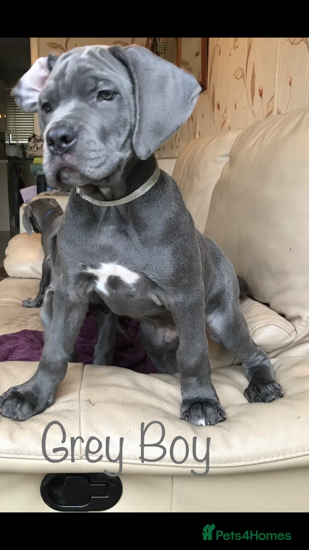 Cane Corso dogs for sale: Stunning 4th Generation Cane Corse Pups  - Advert 24