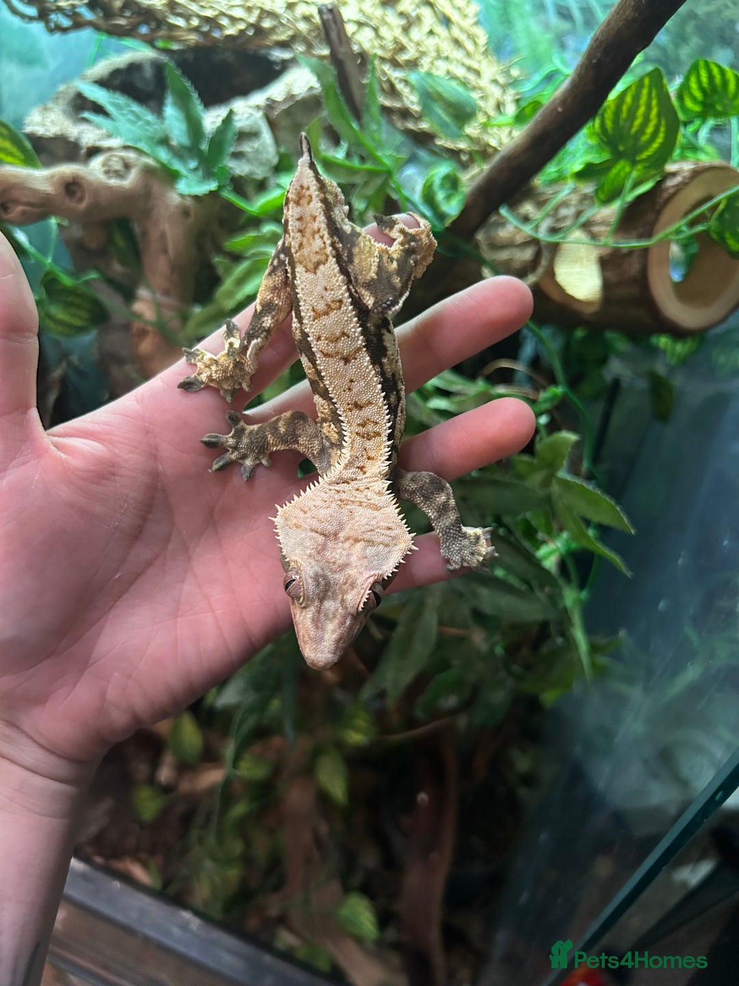 Gecko reptiles for sale: Crested gecko with massive paludarium - Image 6