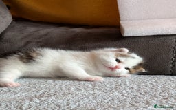 Siberian cats for sale: Unique Female Siberian Kitten - Image 1