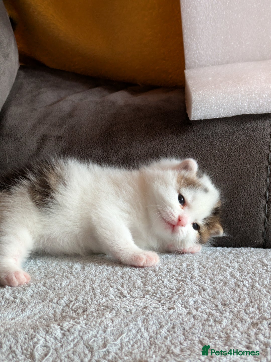 Siberian cats for sale: Unique Female Siberian Kitten - Image 1