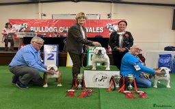 English Bulldog dogs for sale: 4 KC English Bulldog Puppies  - Image 29