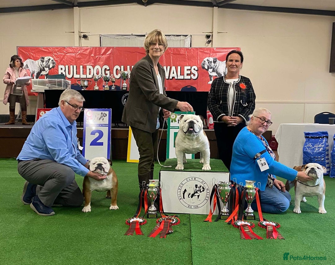 English Bulldog dogs for sale: 4 KC English Bulldog Puppies  - Image 29