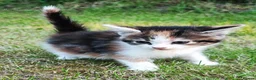 Tibetan cats for sale: Kitten's for sale  - Advert 5