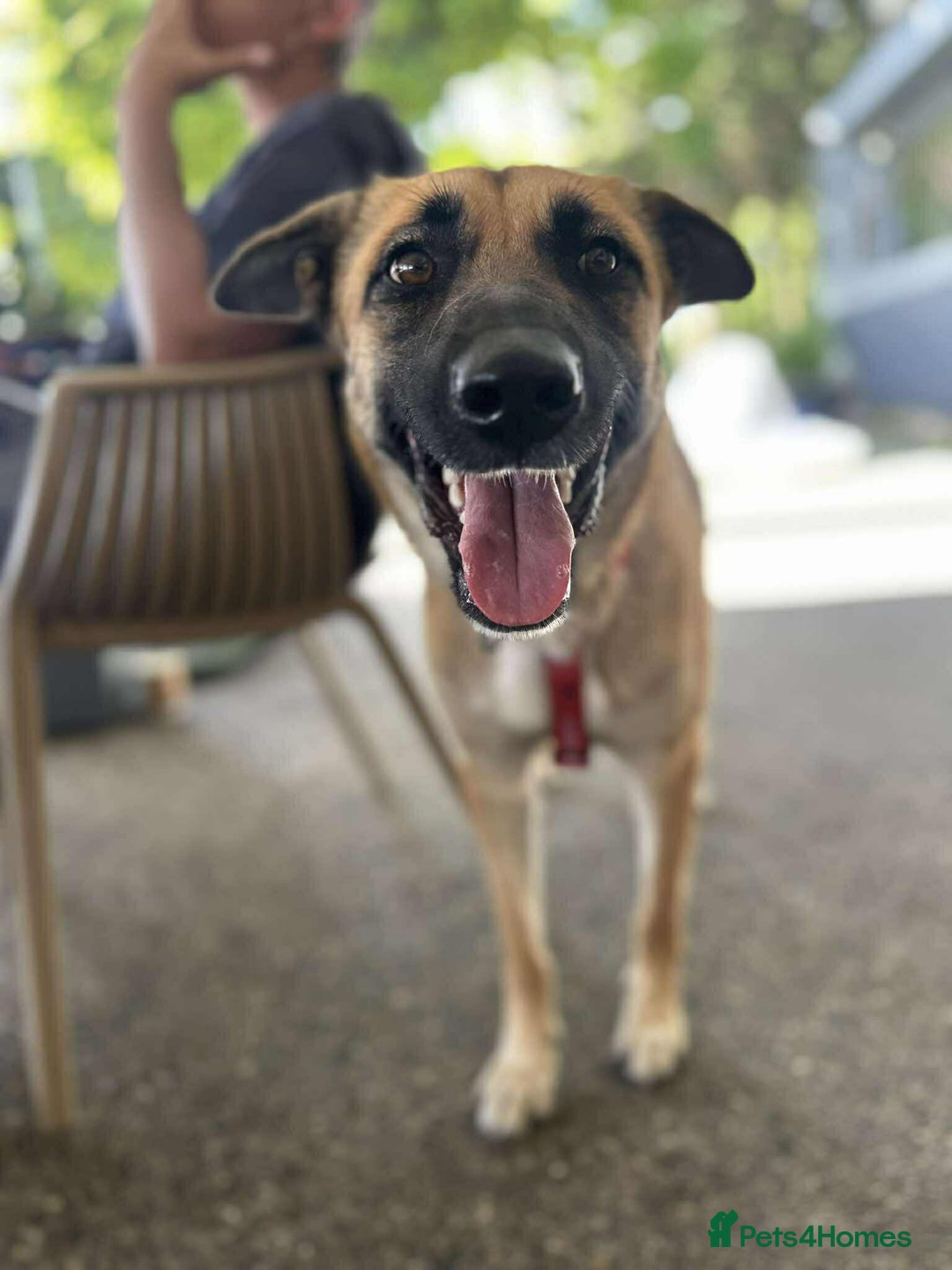 Mixed Breed dogs for adoption: Lydia the swettest fire survivor - Advert 2