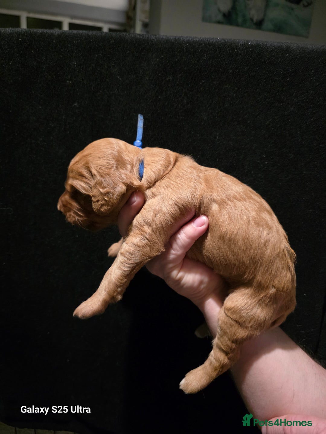 Goldendoodle dogs for sale: Fully Health Tested F1 Goldendoodles - Advert 17