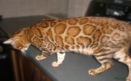 Bengal cats for sale: Only 1 Beautiful Bengal Kittens Ready to leave now in Manchester - Image 10