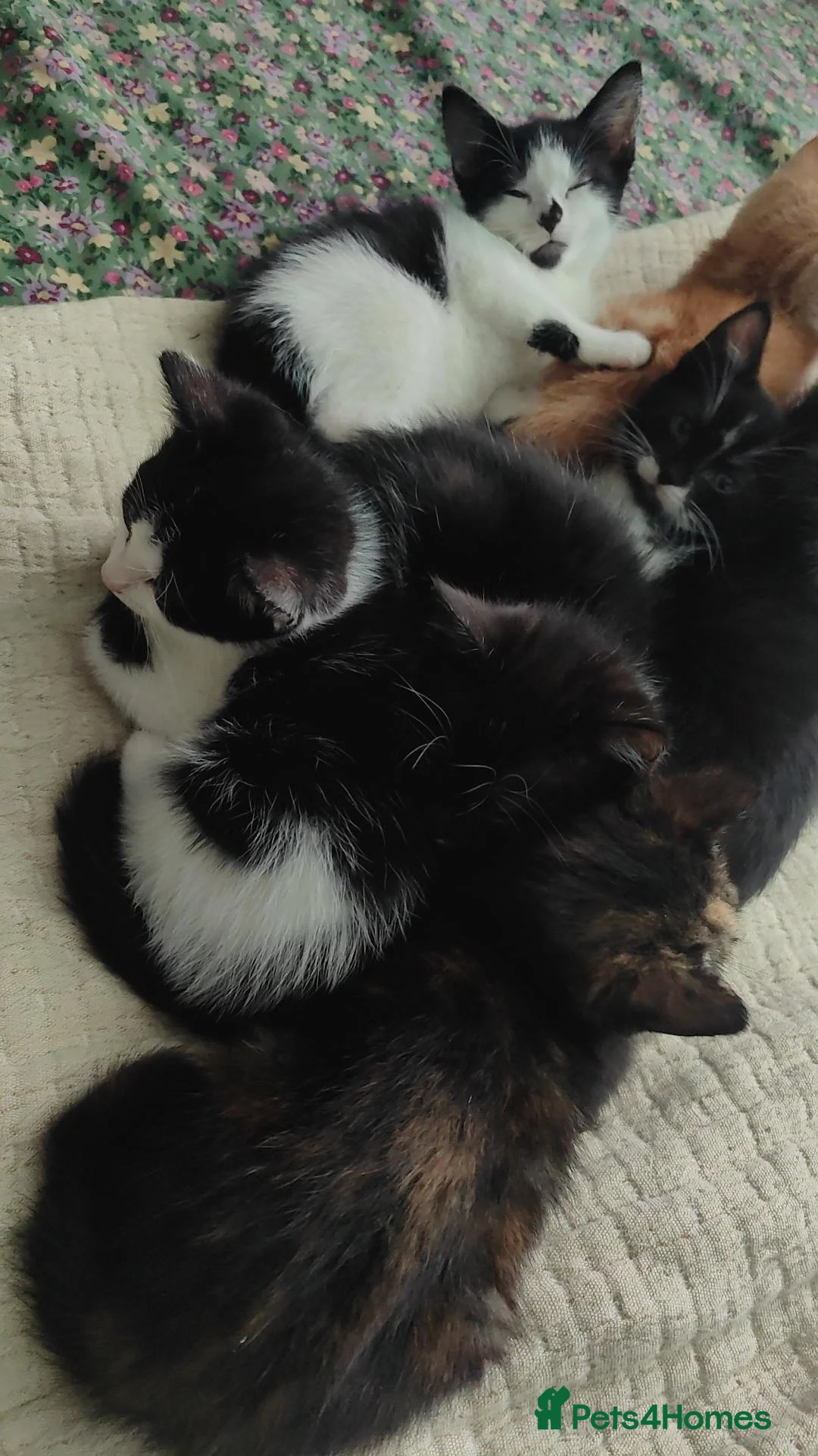 Mixed Breed cats for sale: Adorable kittens in Bradford - Advert 2