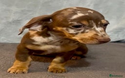 Mixed Breed dogs for sale: Daxijack Puppies Available ❤️💙 - Image 8