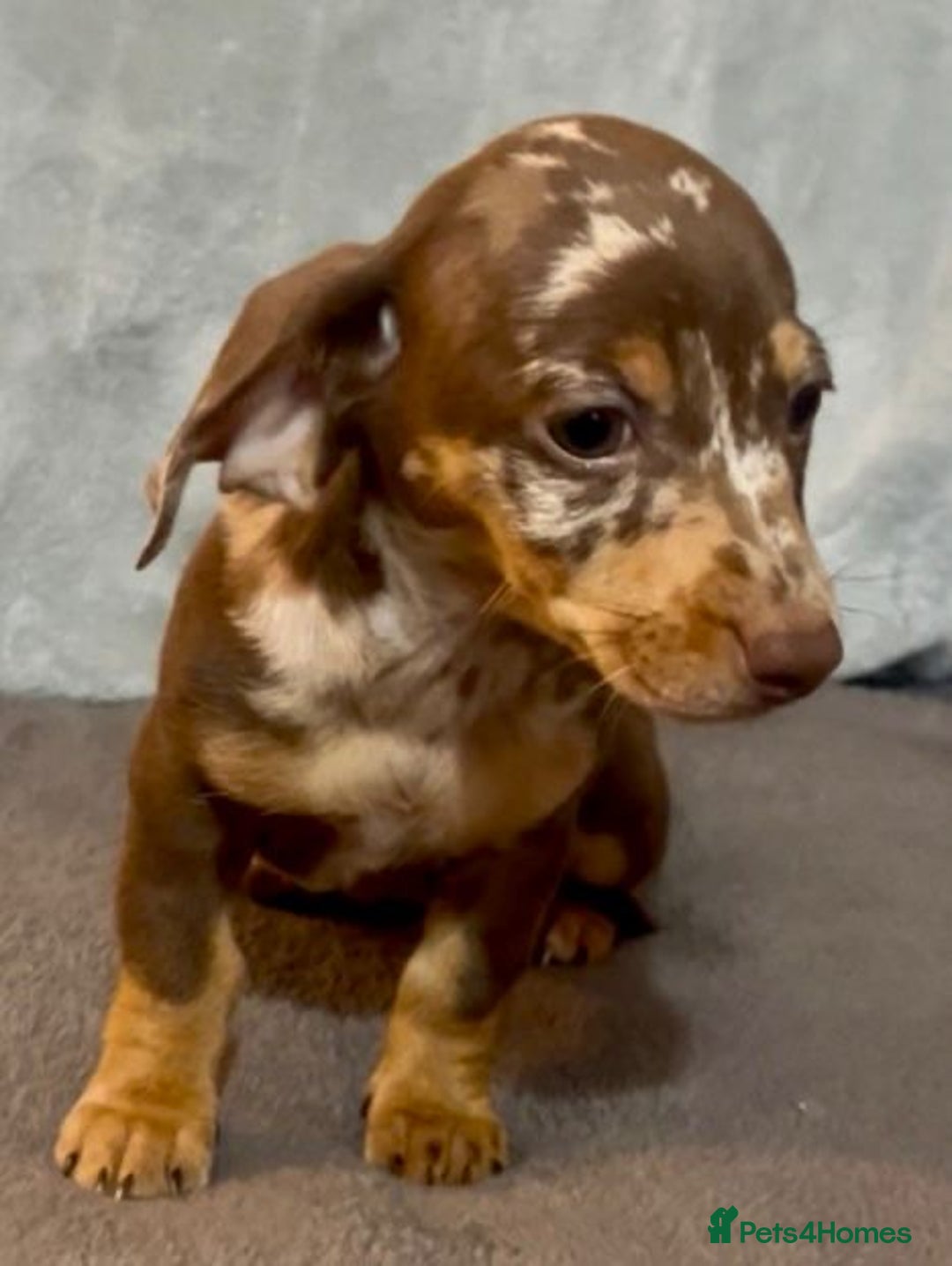 Mixed Breed dogs for sale: Daxijack Puppies Available ❤️💙 - Image 8