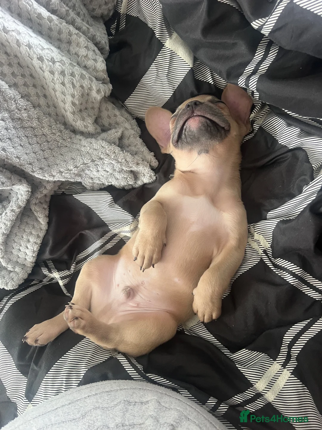 French Bulldog dogs for sale: tanned french bulldog 7 months in Nottingham - Advert 2