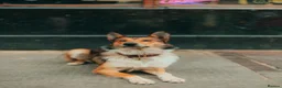 Mixed Breed dogs for sale:  Australian shepherd x boarder collie/rough collie in London - Advert 3