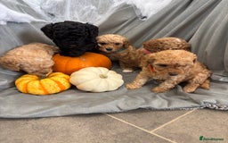 Cavapoochon dogs for sale: 🐾CAVAPOOCHON PUPPIES 🐾 - Image 10