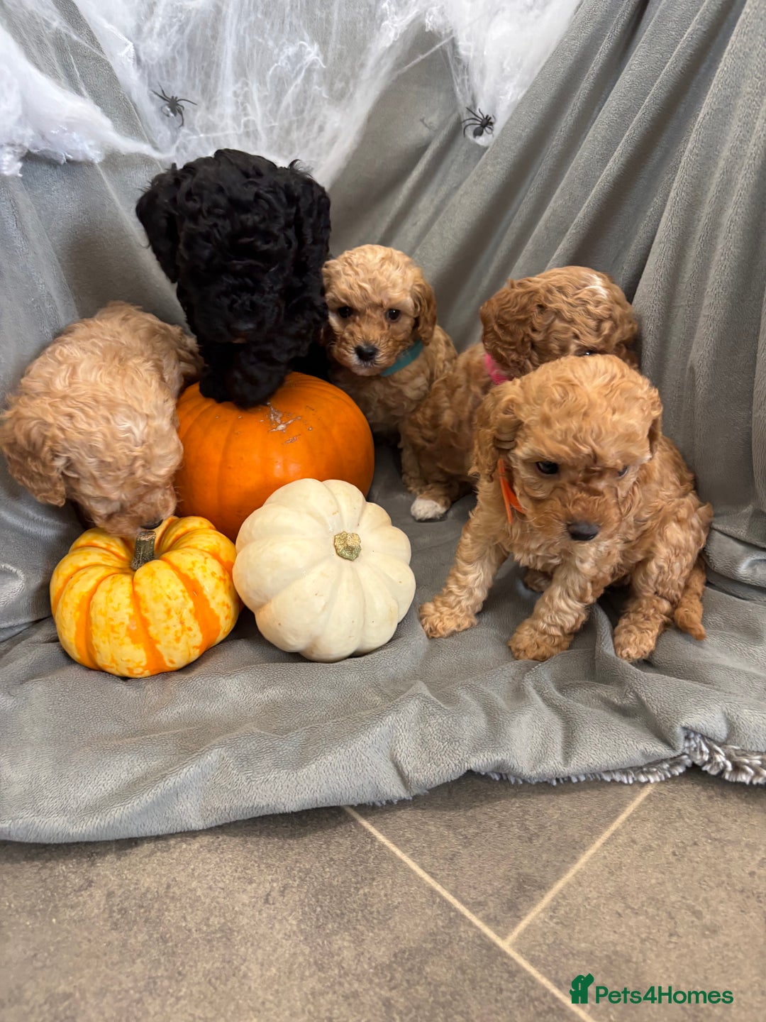 Cavapoochon dogs for sale: 🐾CAVAPOOCHON PUPPIES 🐾 - Image 10