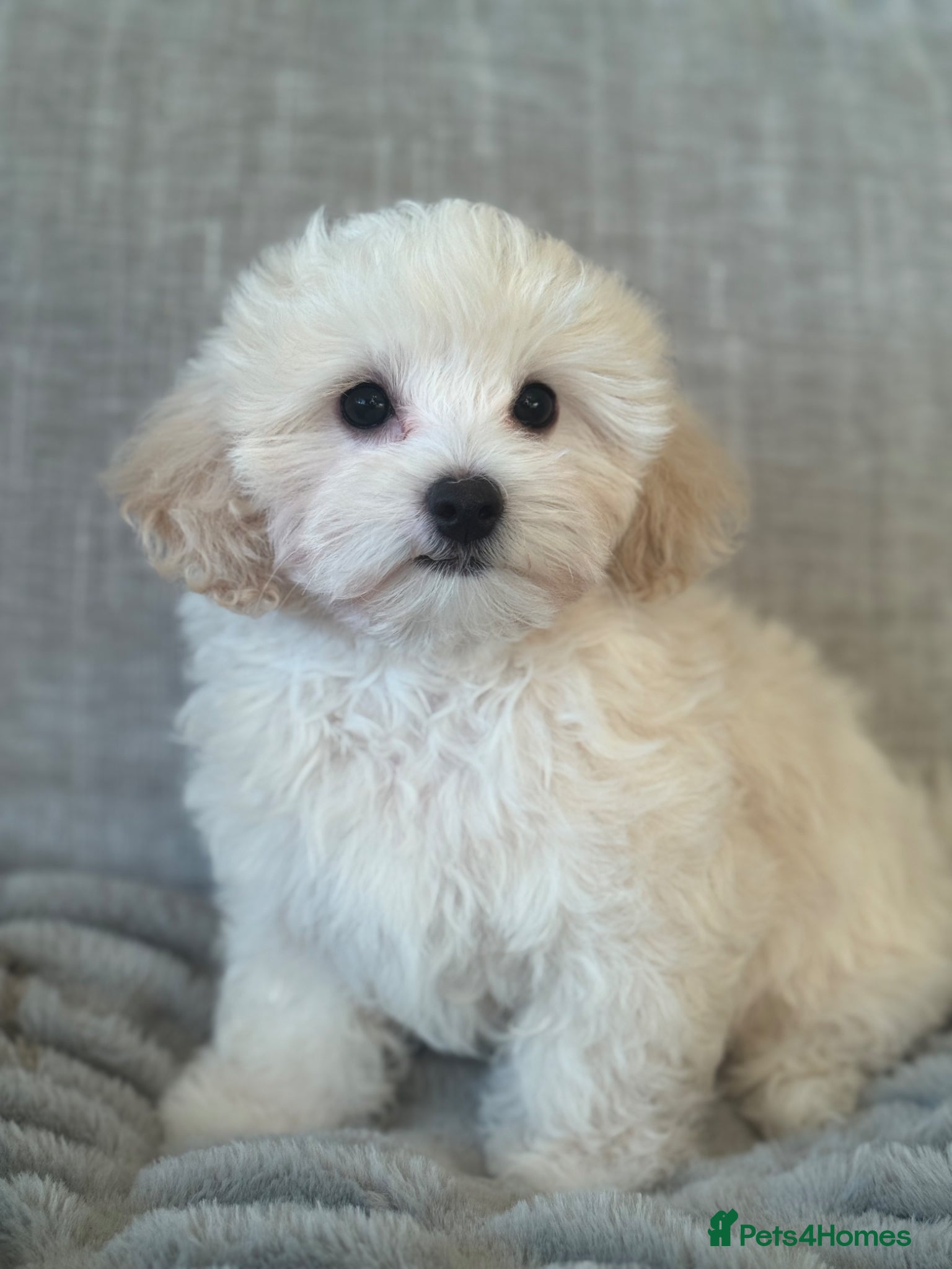 Maltipoo dogs 💗 Maltipoo Puppy – DNA Clear, Family Raised 💗 - Advert 2