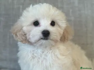 Maltipoo dogs 💗 Maltipoo Puppy – DNA Clear, Family Raised 💗 - Advert 2