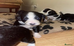 Mixed Breed dogs for sale: Gorgeous Sprockador puppy’s for sale - Image 5