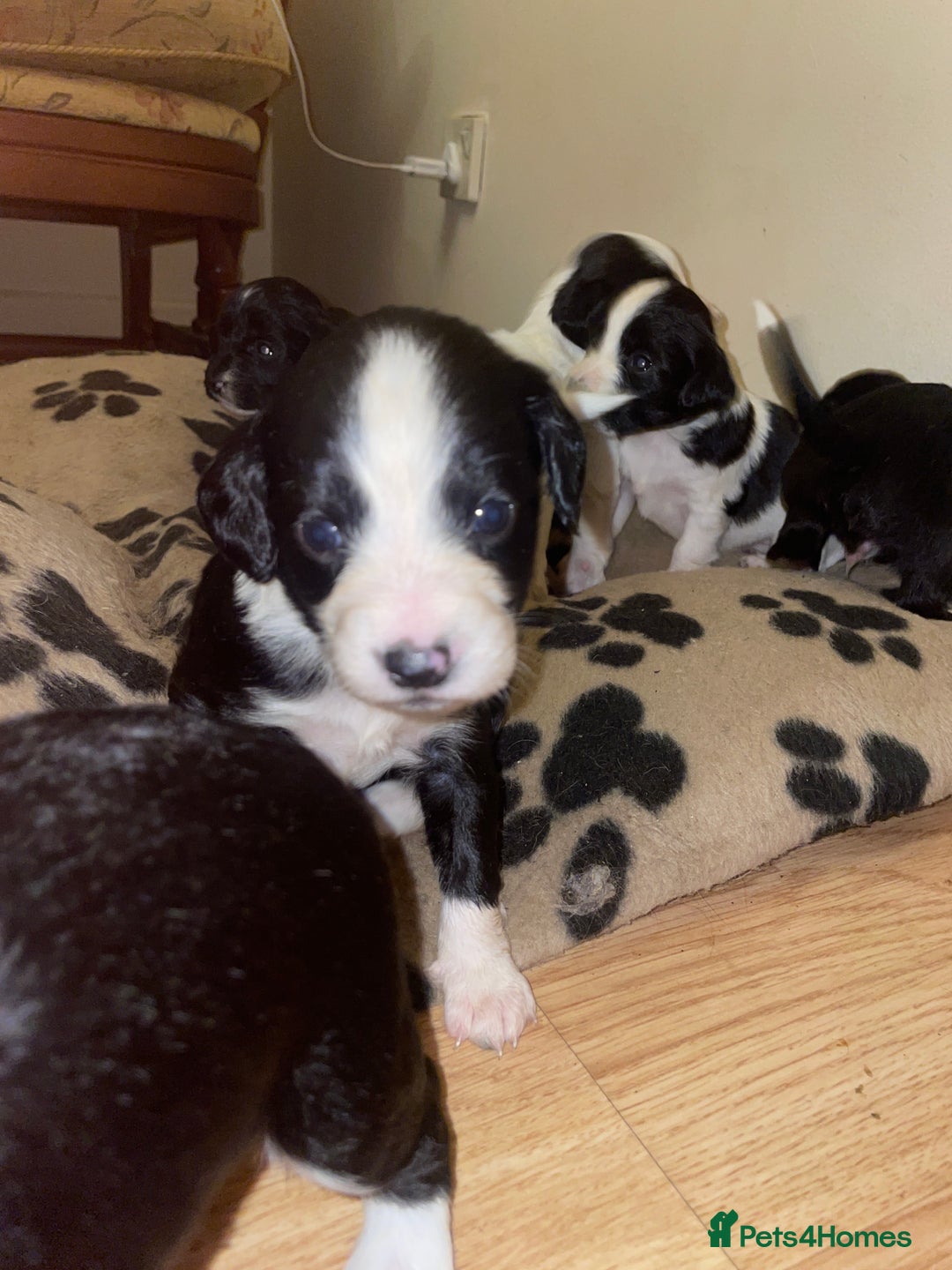 Mixed Breed dogs for sale: Gorgeous Sprockador puppy’s for sale - Image 5