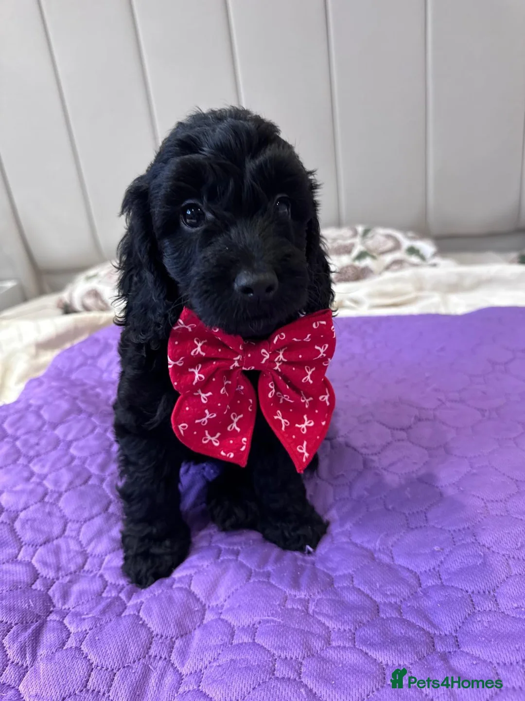 Cockalier dogs for sale: Cockapoo Puppies - Advert 6