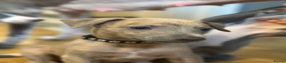 Whippet Puppy 1